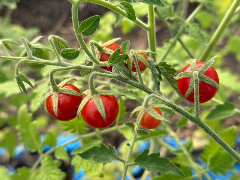 En unos días se pondrán a la venta los tomates cosechados en RG